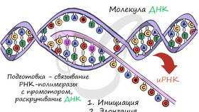 Что нужно сделать, чтобы использовать: подготовительные этапы в Билла